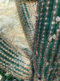 Close-up of cactus plant growing on field