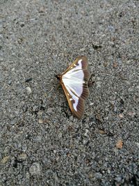 High angle view of insect on beach