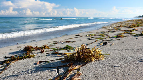 Scenic view of beach against sky