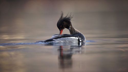 Duck swimming in a lake