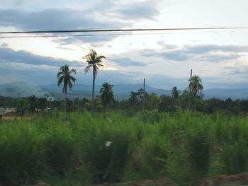 Plants growing on field against sky