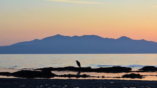 Silhouette bird by sea against sky during sunset