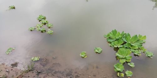 High angle view of plant in water