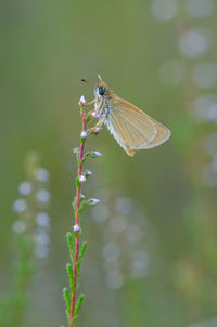 Close-up of butterfly perching on plant