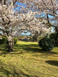 View of cherry blossom from tree