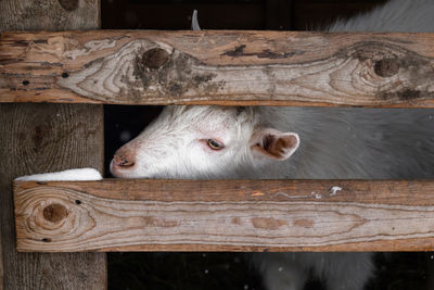 A white goat of the zaanen breed looks out through the fence .