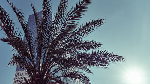 Low angle view of palm tree and building against sky