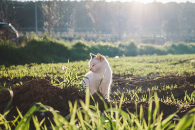 View of a cat on field