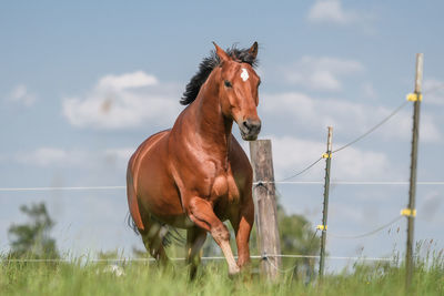 Horse standing on field