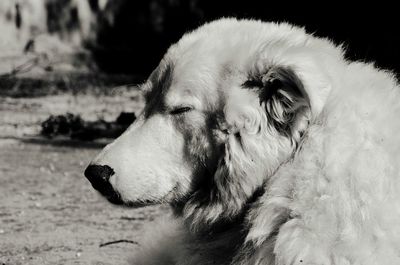 Close-up of dog looking away