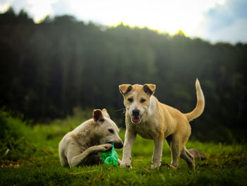 View of a dog on field