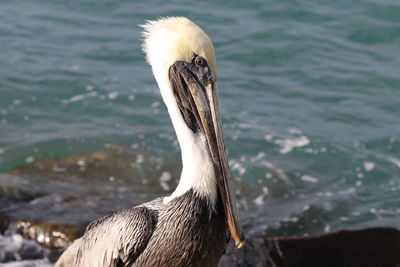 Close-up of a bird