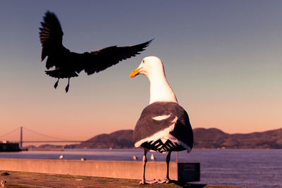 Birds against sky during sunset