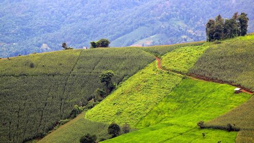 High angle view of agricultural field