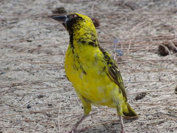 Close-up of bird perching on branch