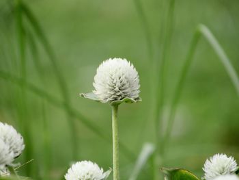 Close-up of white dandelion flower