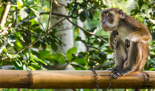 Monkey sitting on bamboo against tree