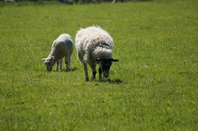 Sheep grazing in grassy field