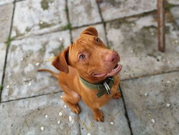 High angle portrait of dog standing outdoors