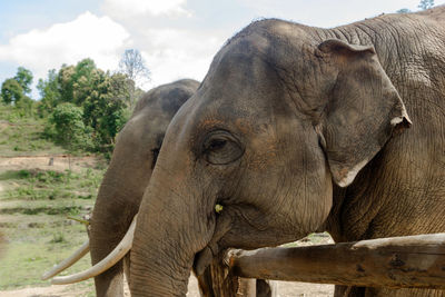 Portrait of two-month-old baby elephant. chiang mai province, thailand.