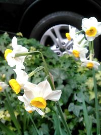 Close-up of white flower