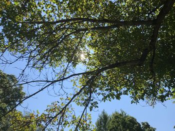 Low angle view of trees in forest