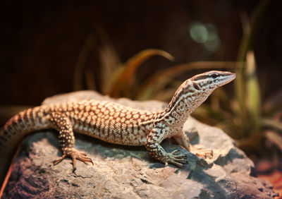 Close-up of spiny-tailed monitor on rock at zoo