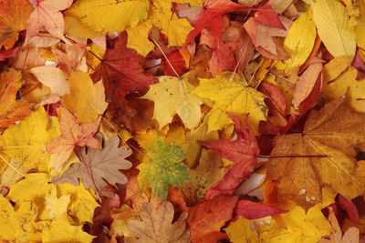 High angle view of autumn leaves