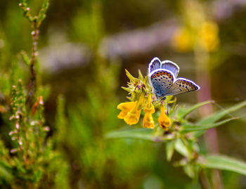 Close-up of butterfly pollinating on yellow flower