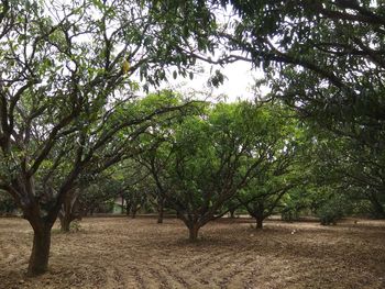 Trees on landscape