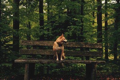 Portrait of dog sitting on bench