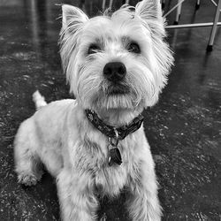 Close-up portrait of dog