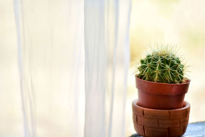Close-up of potted cactus plant against wall