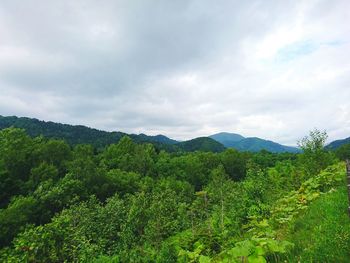 Scenic view of forest against sky