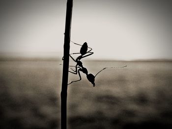 Close-up of silhouette insect against sky during sunset