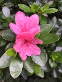 Close-up of pink flowers