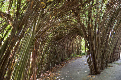 View of bamboo trees