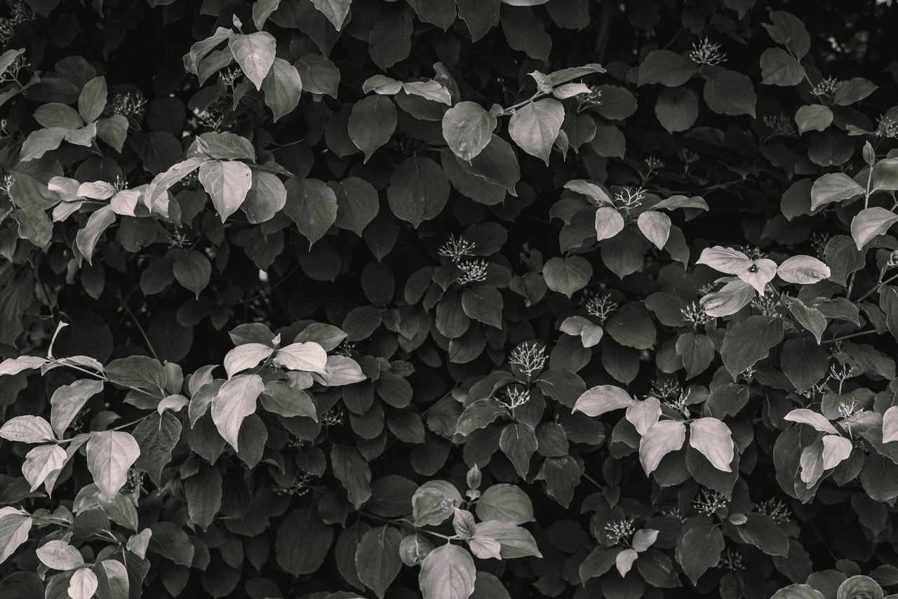 FULL FRAME SHOT OF PLANTS ON RED FLOWERING PLANT