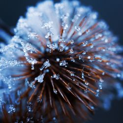 Close-up of frozen plant