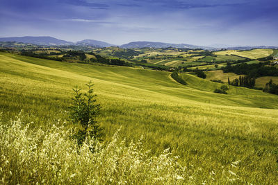 Scenic view of agricultural field against sky