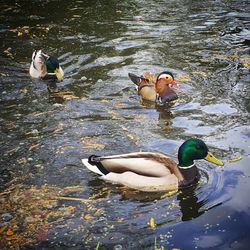 Ducks floating on water