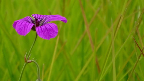 Close-up of purple flowering plant on field