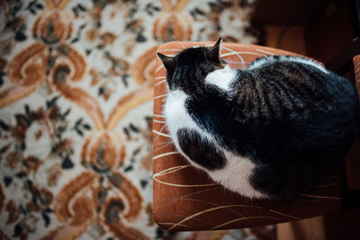 Close-up of cat relaxing at home