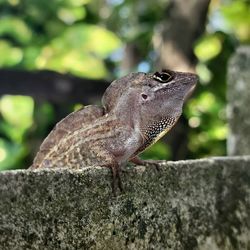 Close-up of a lizard on rock