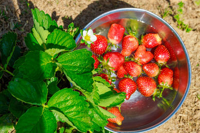 Close-up of strawberries