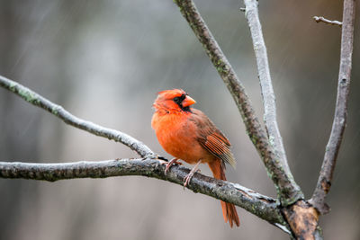 Close-up of bird perching on branch