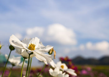 Close-up of white flowering plant against sky