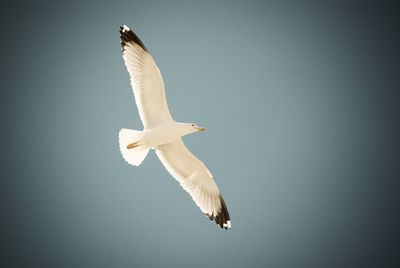 Low angle view of seagull flying