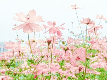 Close-up of flowers blooming outdoors