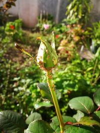 Close-up of insect on plant